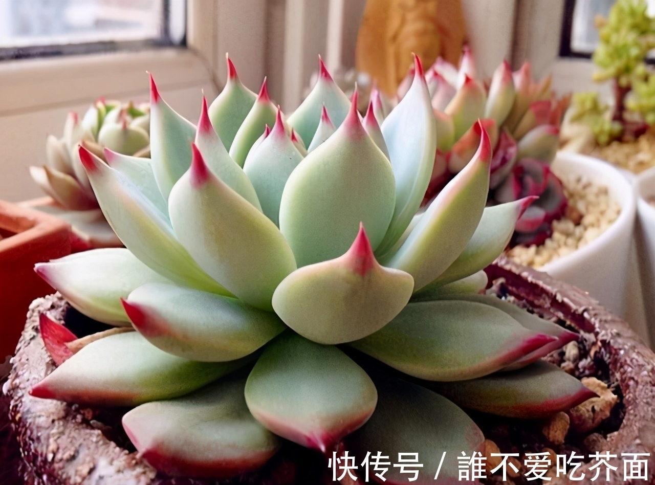 根系|多肉有“三怕”,入冬养护要避开,猛蹿芽冒新根,憋成群生肉墩子