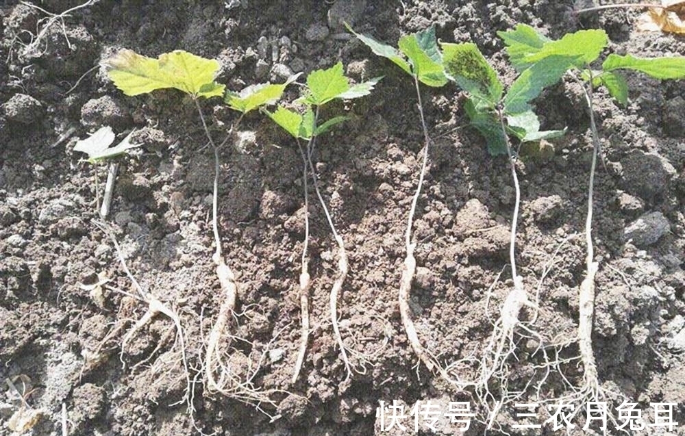 替代品|美国人种了不吃,在我国却身价倍增,成了人参的替代品