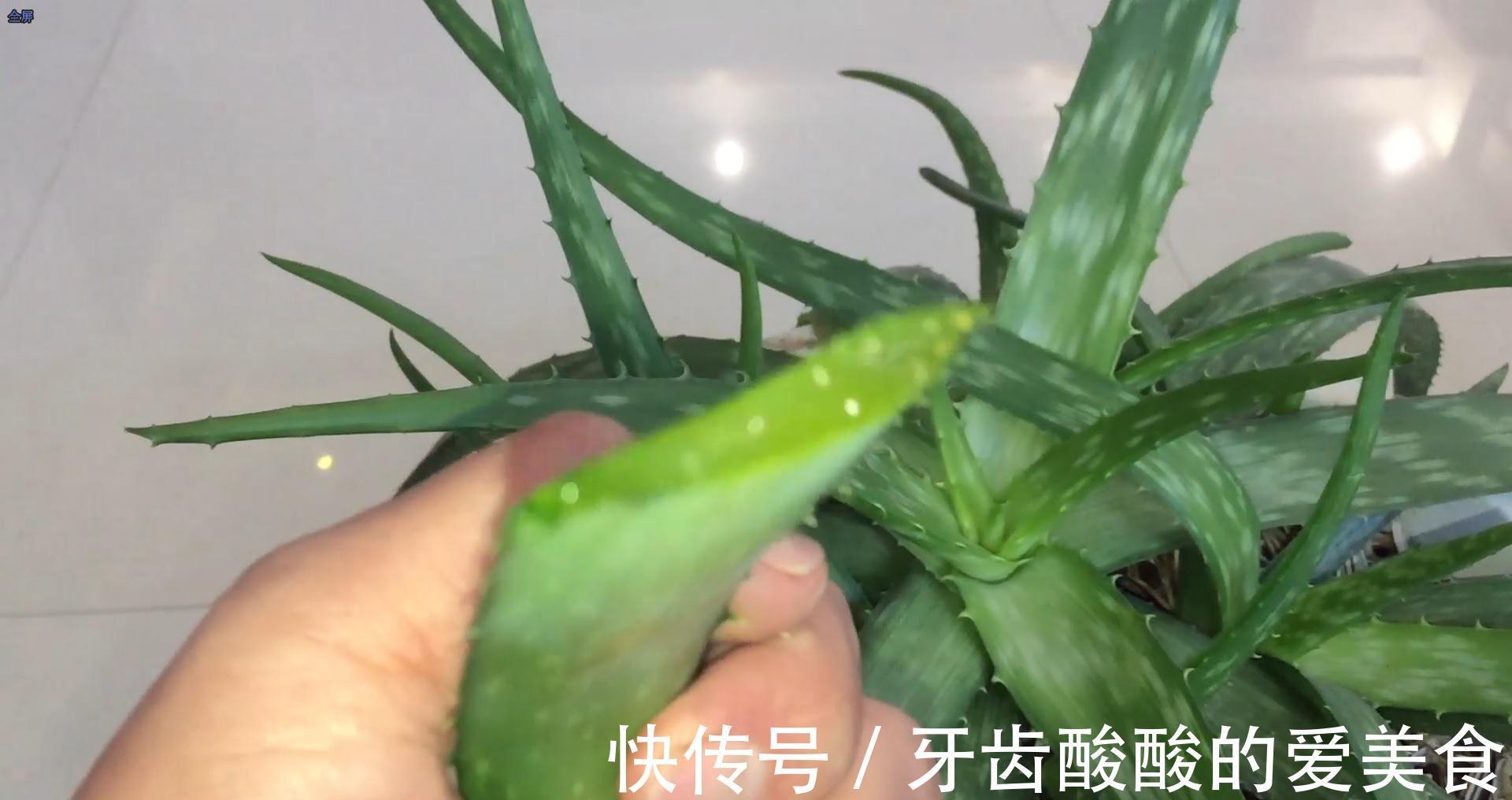 芦荟养兰花,你不知道的秘密,养兰老司机偷偷在使用