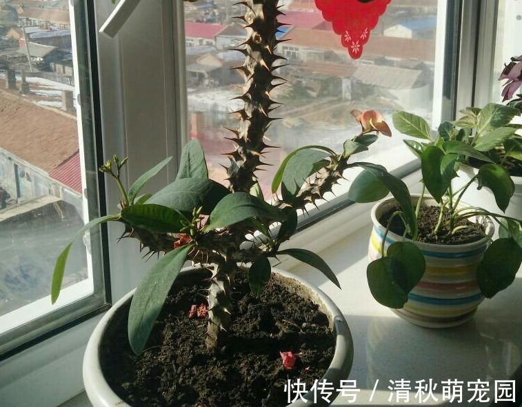 怎么让虎刺梅一年四季开花?家庭盆栽掌握住3点,满树花形如蝴蝶