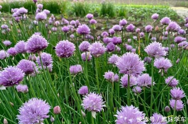 “葱”开花也可以很美,黑龙江花友养的葱火了,大家都说头一次见!