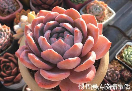 皮实|冬天养6种花,皮实又好养,浇水懒一些,越长越肥!