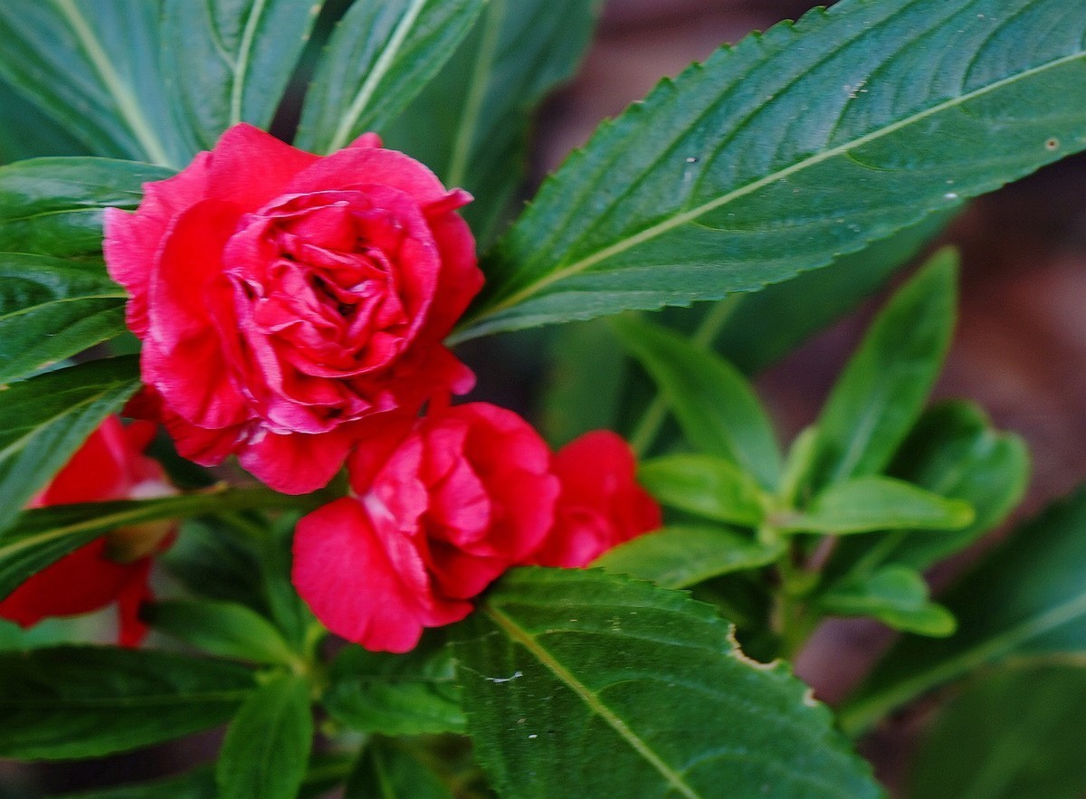 此花有着神奇的治疗效果，含苞待放，像极了害羞时的女孩子