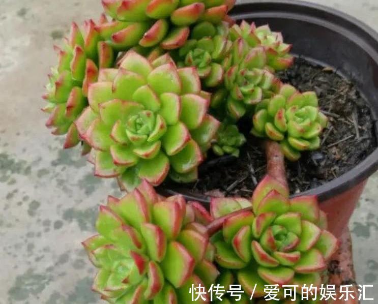 颗粒石|养殖蒂亚做好4件事,再也不徒长,还能养出通红似火的状态