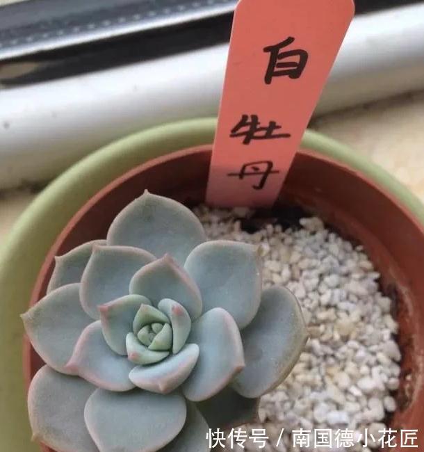 万万想不到此个，多肉竟然占，人气排行榜第一