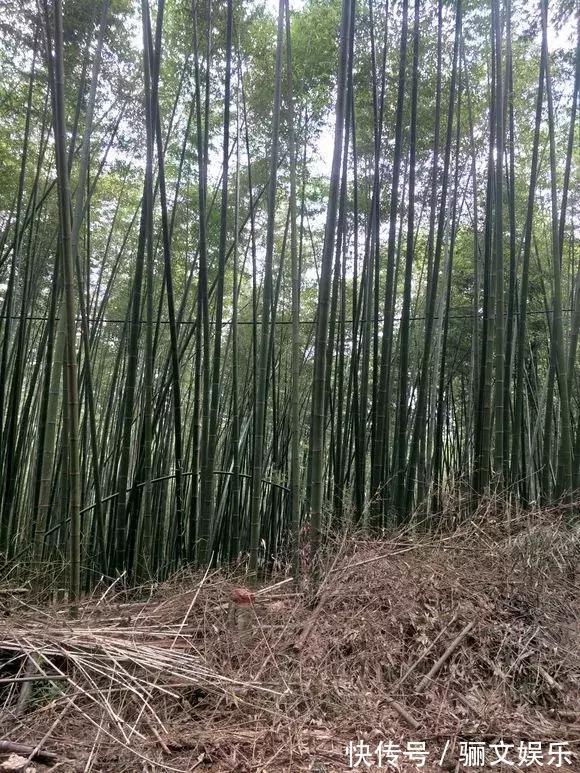 土土质|竹林下的1种土,是养花“极品土”,掺在盆里,啥花都能长得旺!