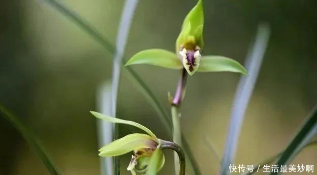 养好兰花的口诀,书本上学不到的经验,喜欢就收藏吧!