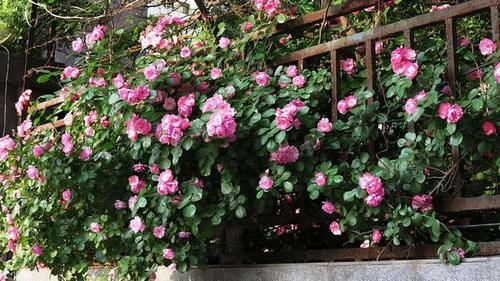 分享可以在阳台栽培的十一种藤本月季，随便一种都能让你满意