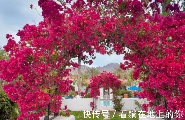 观赏性|这几种花观赏性强爱开花,花期长花量大,养在家里赏花好