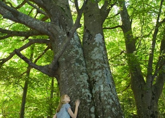 宝物#猴子山中藏宝,被猎户发现,要猴子把宝物交出来,猴子宁死不从
