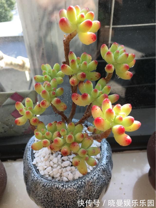 花友|容易养成老桩的多肉,新手也能养成,2年茎秆木质化
