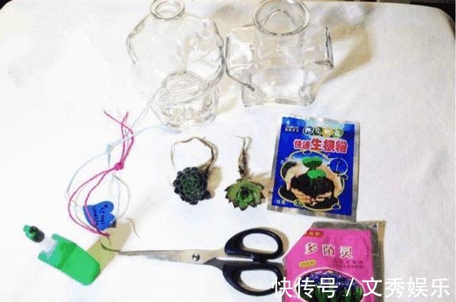 多肉怕水其实错了!5个科属的多肉“水培”以后,会长得更好