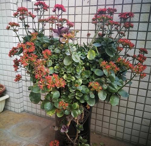 养10年的长寿花，变成“老桩”了，用2个方法1个经验，养好开花旺