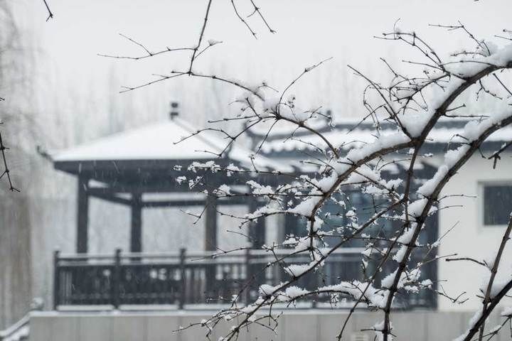 寒梅傲雪|瑞雪兆丰年