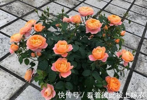 秋天养月季,教你这样施肥,侧芽笋芽一起长,苗壮开花多
