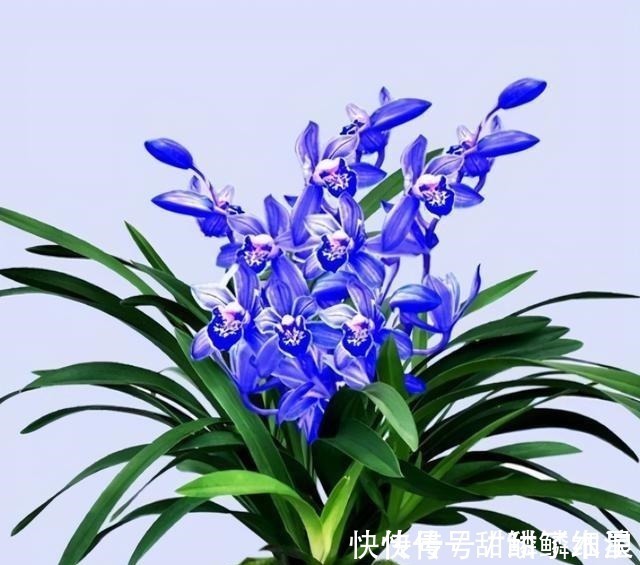 这款“蓝色”兰花,现在火得一塌糊涂,人称最美兰花,高贵也高雅!