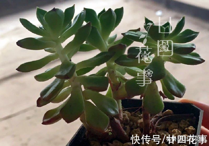 多肉植物|同样的多肉，别人家“美如花”，你的“徒成狗”？3招教你美回来