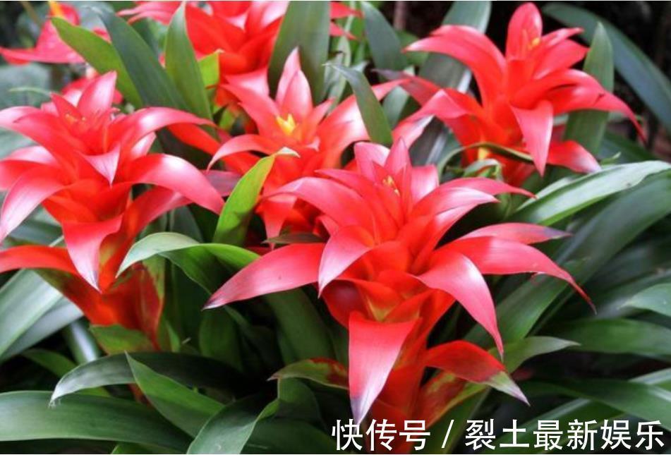 有钱人最喜欢养“3种花”，四季都开花，镇宅又招财，比绿萝好养