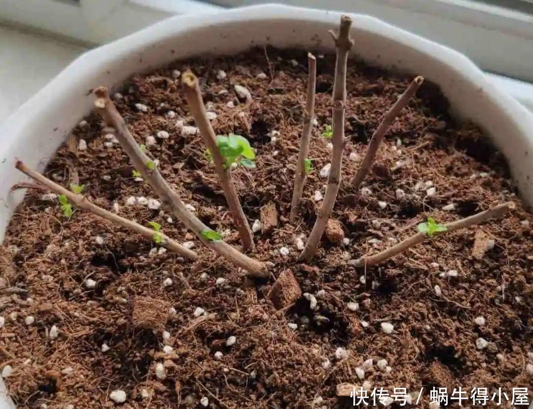 牡丹|这现在不能换盆的花，土一松就没命，白养大半年