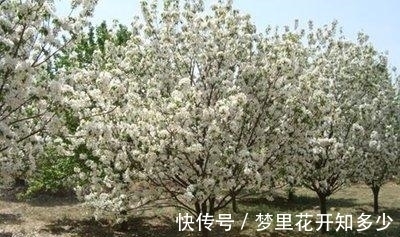 观赏价值|八棱海棠是美化风景的首选观赏树,有极高的观赏价值