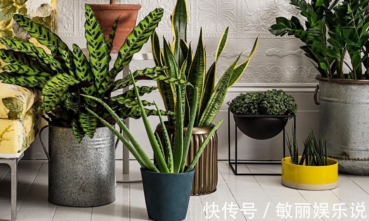 人养花,花亦养人,老祖宗的话不是没道理,室内要养“健康花”
