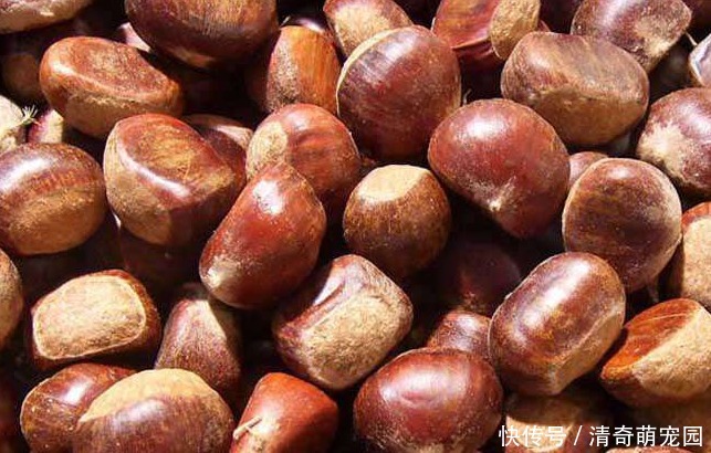 煮板栗,直接水煮是大错!多加1步,个个自动开口,好剥壳不粘皮