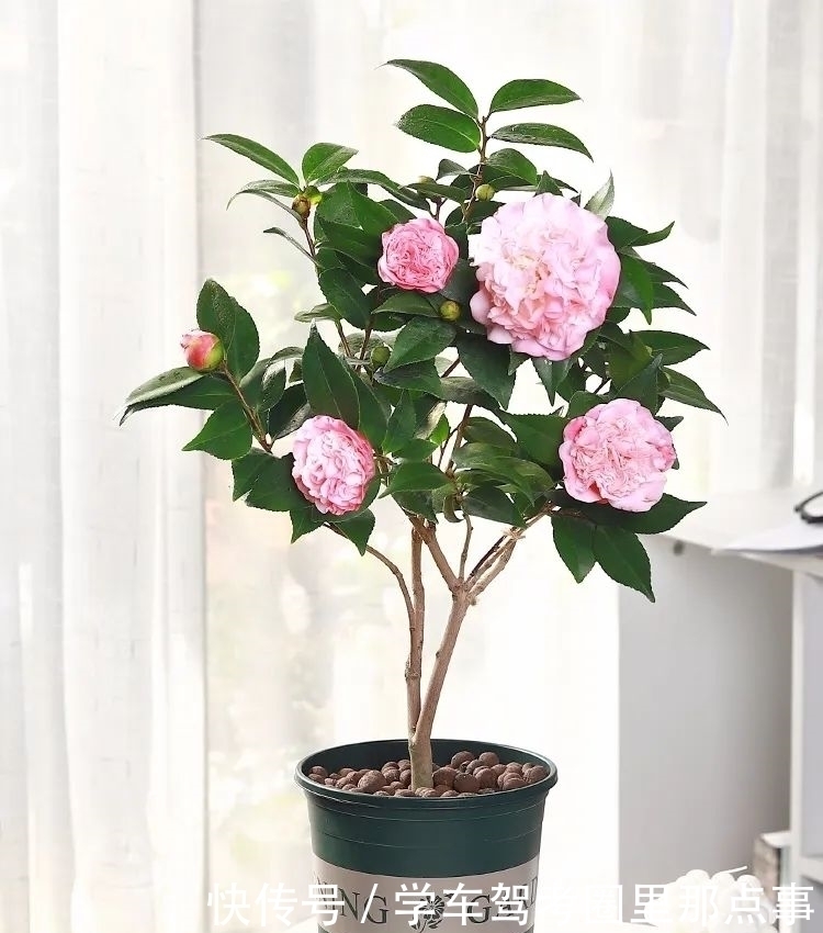 家养六种花,个个都是“醋坛子”,隔几天喝一点醋,叶子绿油油的,越长越旺盛