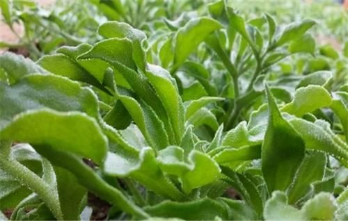 肺热咳嗽|秋天女人要常吃3种食物，活血散寒，肺热咳嗽，改善血液循环