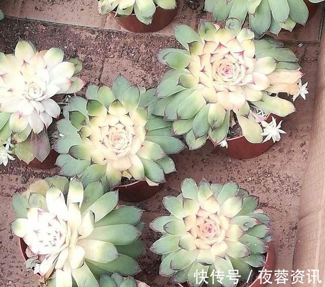 黄叶|花店买花老养死,因为老板太黑心老板不是我黑心,是你不会养