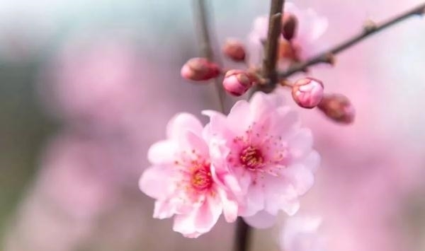 薰衣草|又是一年赏花季！乱花渐欲迷人眼，教你分清谁是谁