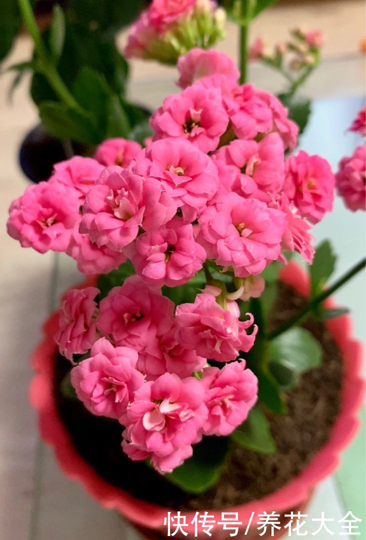 这5种动物粪便，居然是养花神器，越用花卉长得越旺