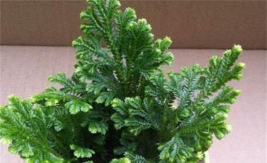 越剪|养花试试这几款,生长速度快,耐修剪,越剪枝条越丰富