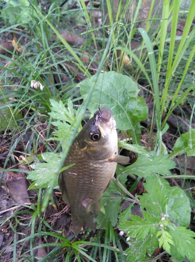 浮漂|野钓小技巧浮漂做一个小改动,惊鱼几率大降