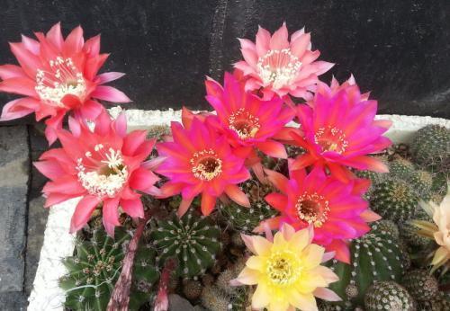 养护仙人球入门技巧,新手5分钟掌握,值得收藏!