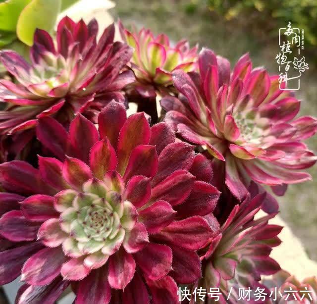 揭秘：那些干净又温暖的多肉照片从哪里来？