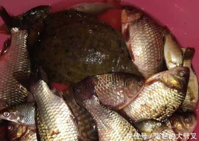 春天钓鱼自制窝料配方分享，诱鱼迅速留窝持久，制作简单成本低