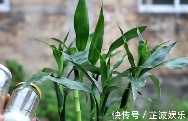 有机肥|花肥不用多,一种就足够,花不了几块钱,养啥花旺啥花