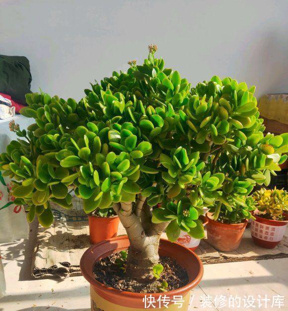 叶片|4种漂亮花,适合“穷养”,用小盆多晒晒,长得更好看