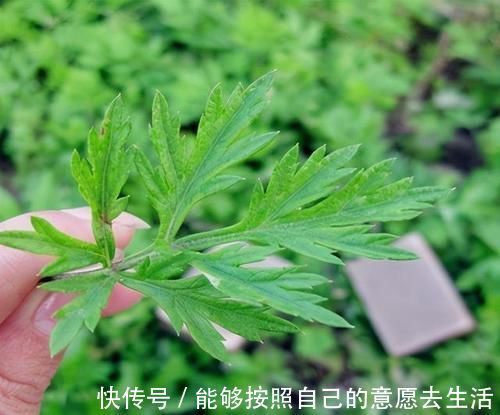 黑名单|4种中药别乱吃!已被医生列入伤肝“黑名单”,伤肝又伤肾