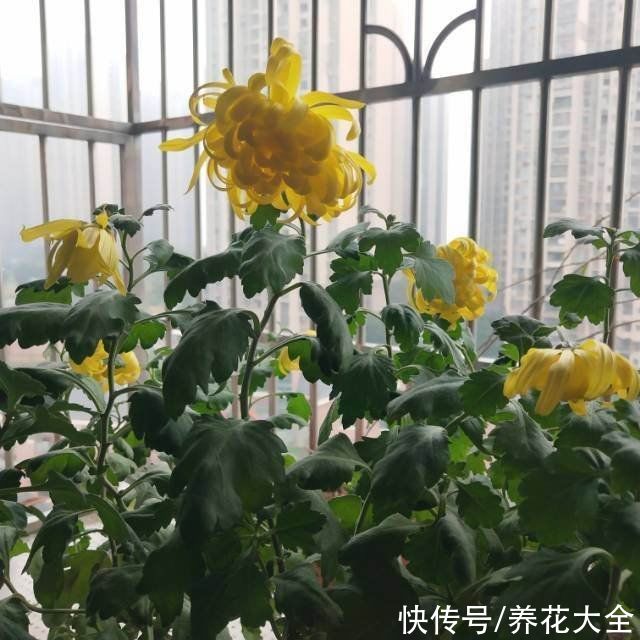 老年人|老年人喜欢养的4种花，重在养心，颜值也不差