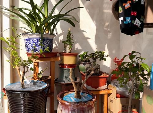 这些制作生根水的方法，学会后，养花再不用头疼扦插成活率低了