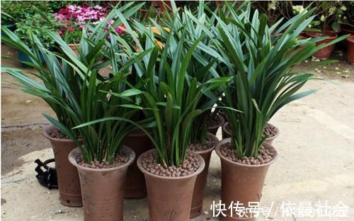 散光|家里养墨兰，了解掌握4个要点，养出白嫩根系，叶油绿颜值高！
