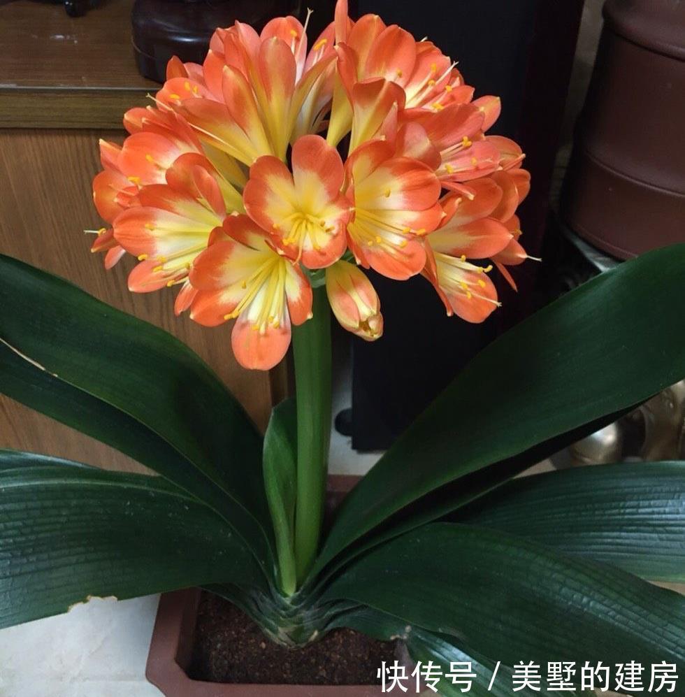 叶片|秋季养君子兰的2个正确步骤,叶片厚绿,花期顺利开出“手捧花”