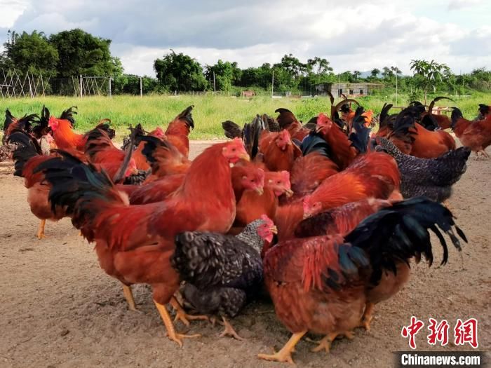 美味|广东侨乡台山“阉鸡”造就家常美味