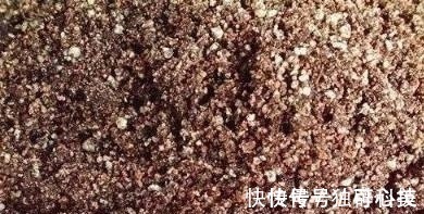 月季长得好不好配土很关键,这种配土方法比买的营养土都好用!