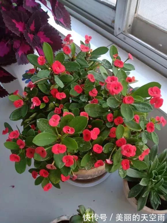 4种花一开就300多天，根本停不下来，被称为开花机器