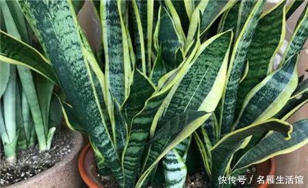 养护|虎皮兰有“4怕”,避开后,叶子旺盛“增1倍”,花友早记住