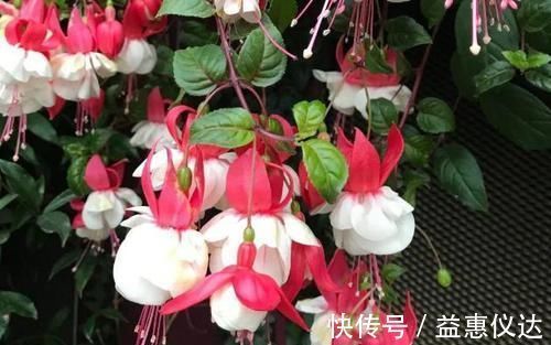 阳台上|到了冬季就盆栽这7样花卉,耐寒能力强,开花美丽又喜庆