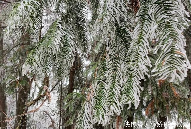 贵州|快看！贵州黔东南雷公山上处处银装素裹，风景美翻了……