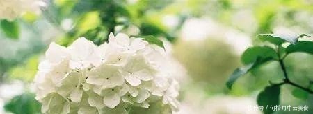 家庭绣球花怎样养,学会这几招,完全放养,都能开成大花球